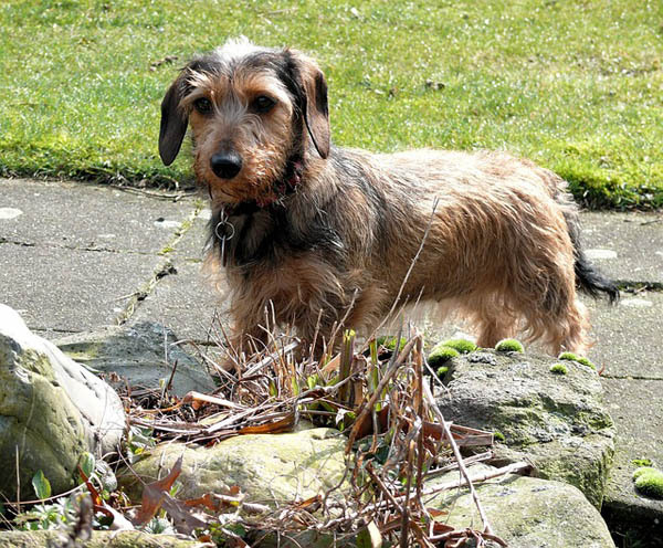 Dachshund — 4