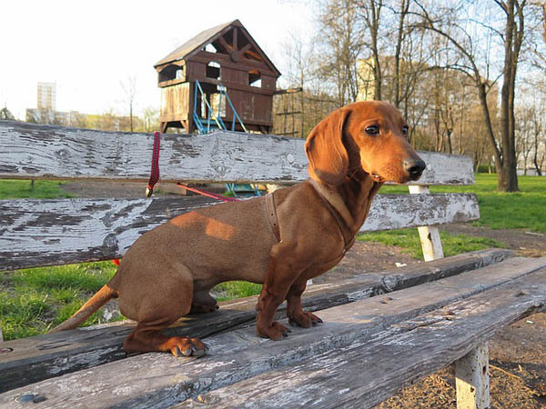 Dachshund — 5
