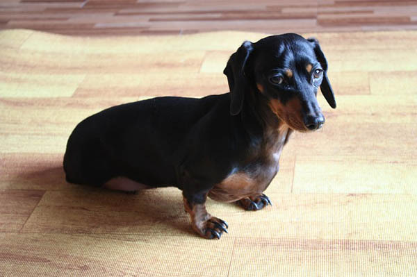 Dachshund — 6