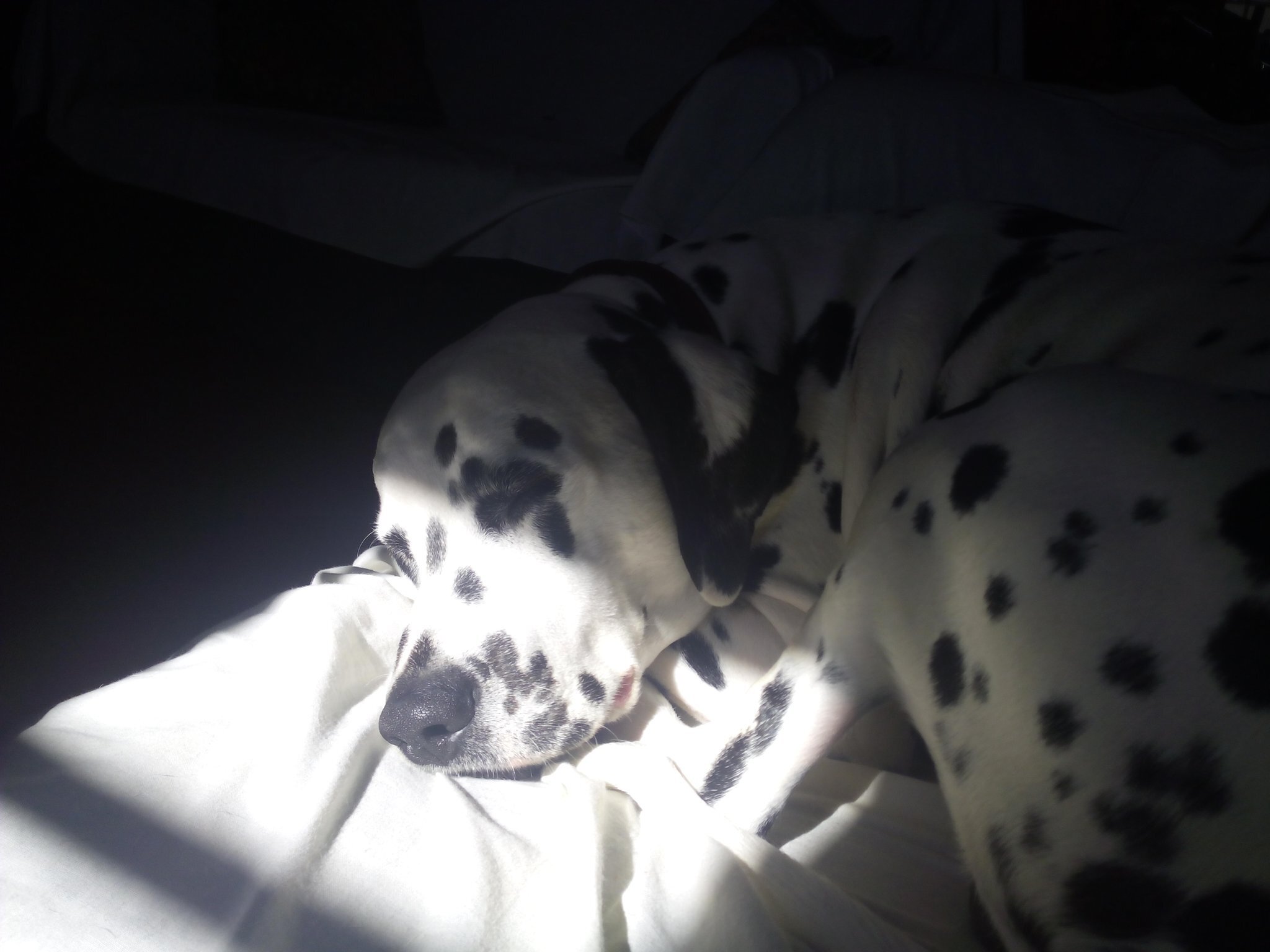 Dalmatian — 1
