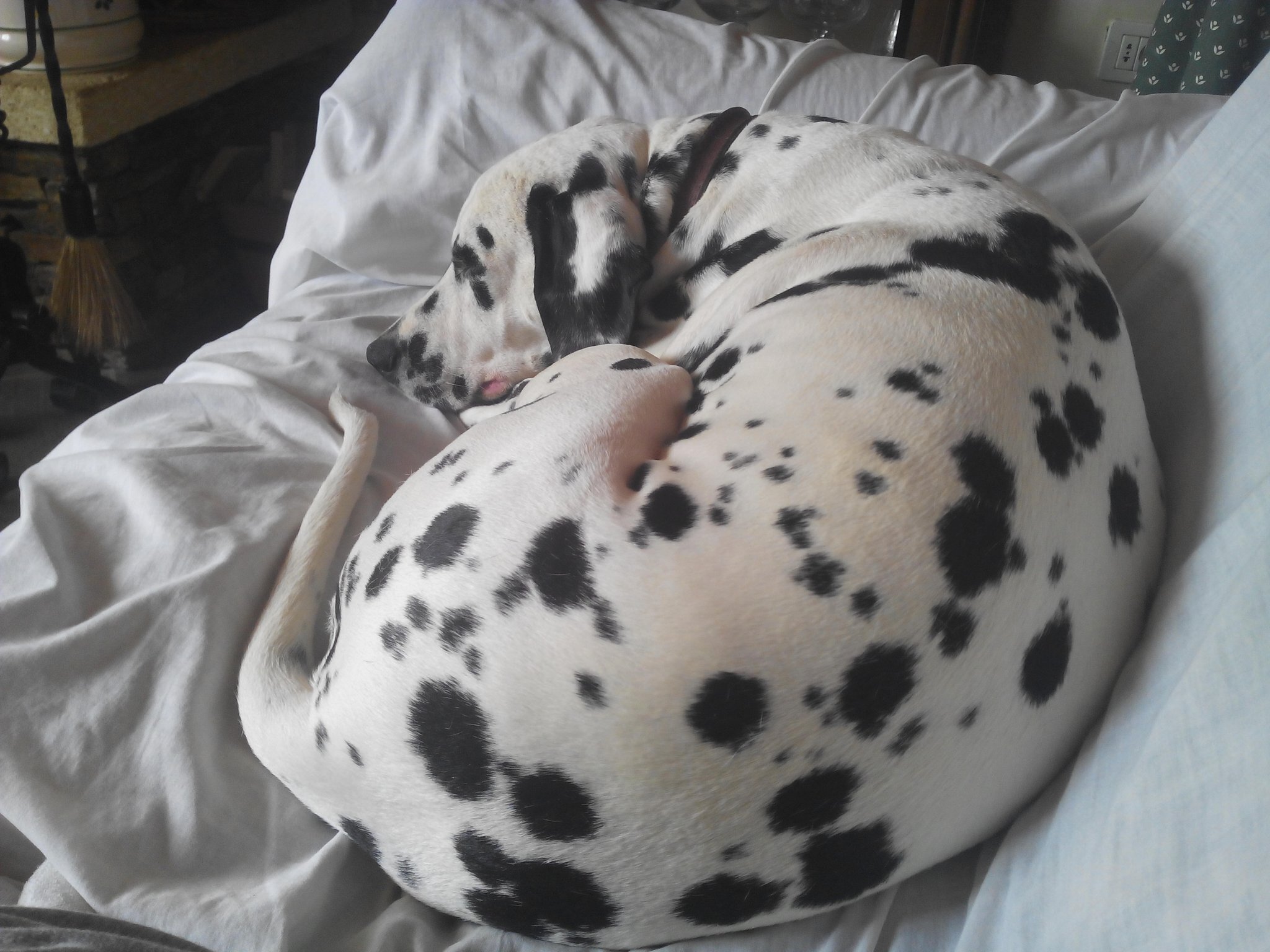 Dalmatian — 2