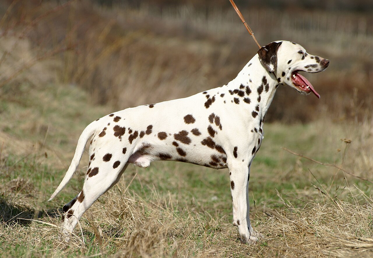 Dalmatian — 3