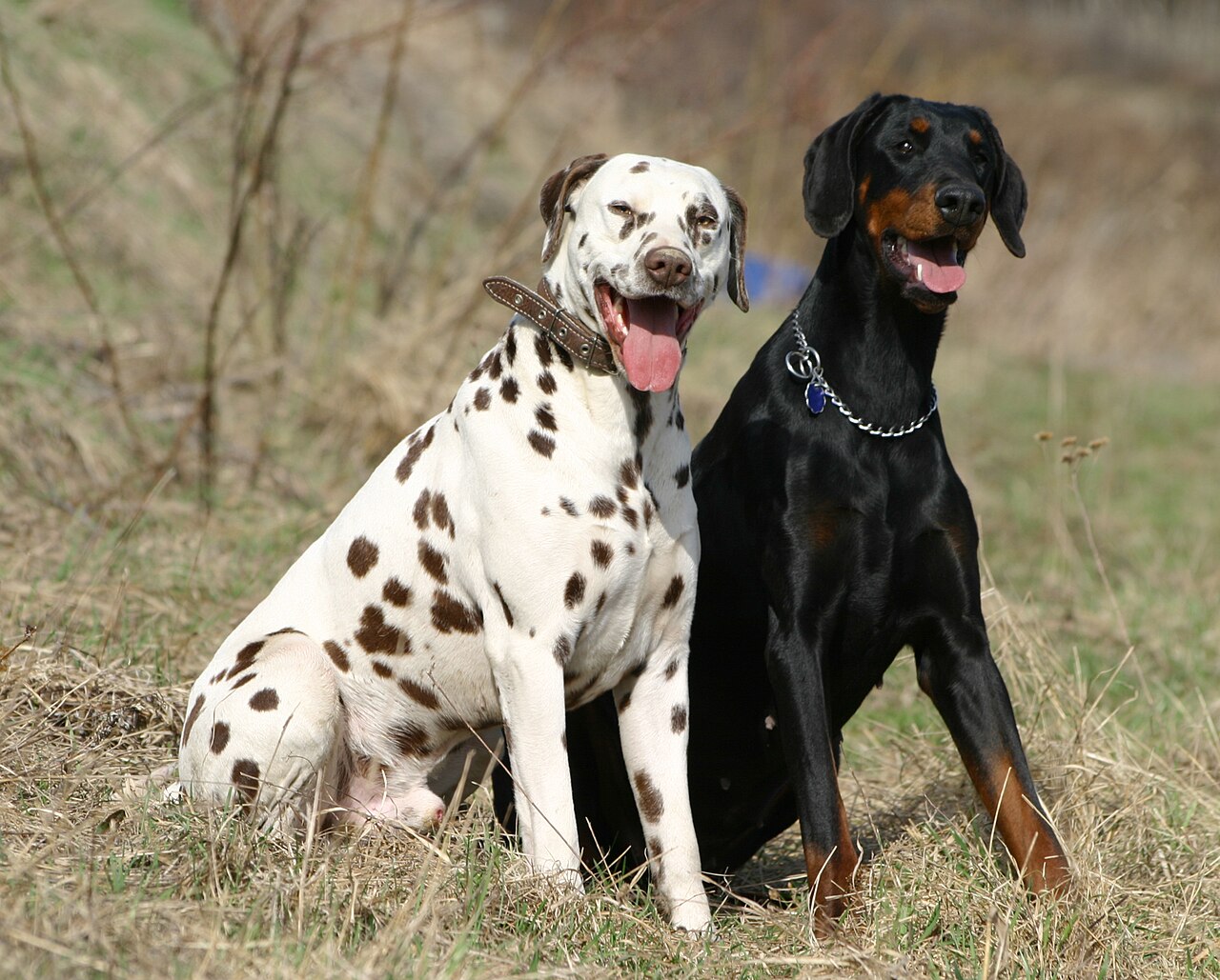 Dalmatian — 4
