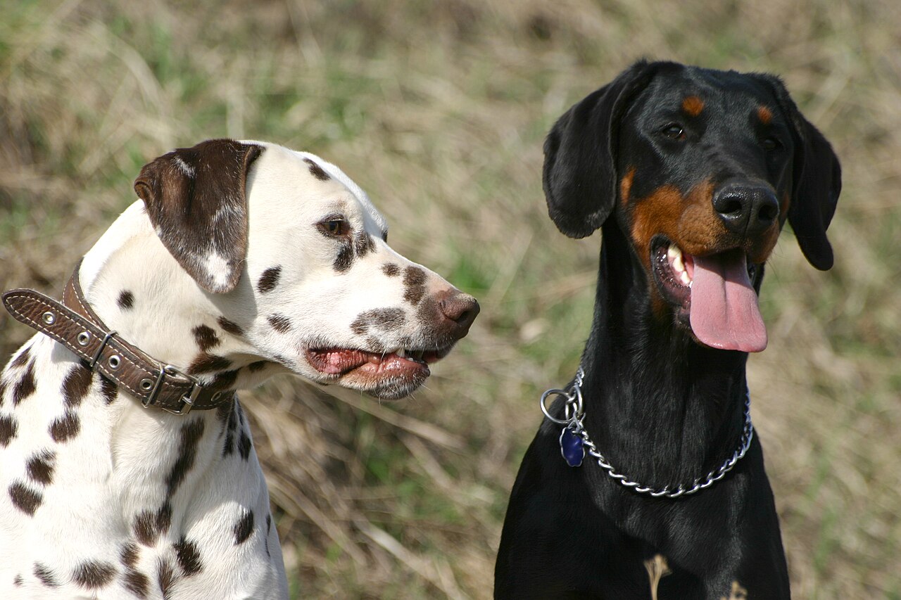 Dalmatian — 5