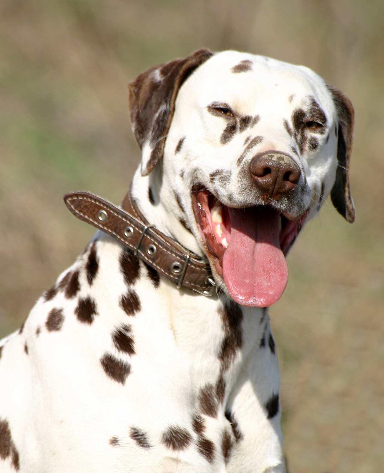 Dalmatian — 6