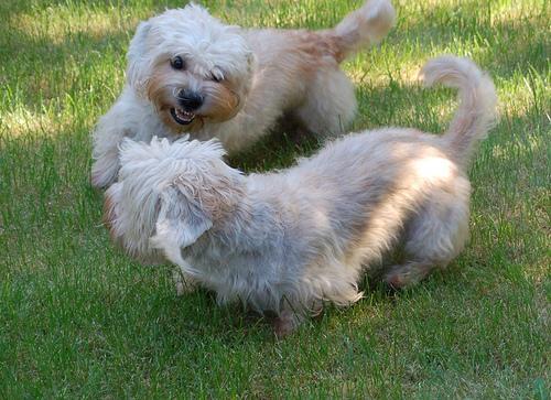 Dandie Dinmont Terrier — 1