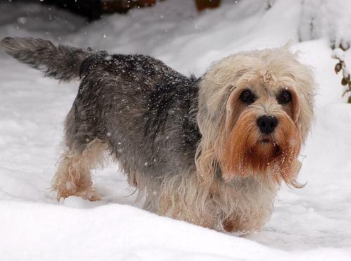 Dandie Dinmont Terrier — 2