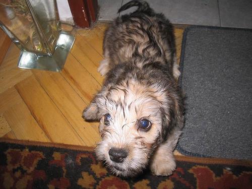 Dandie Dinmont Terrier — 3