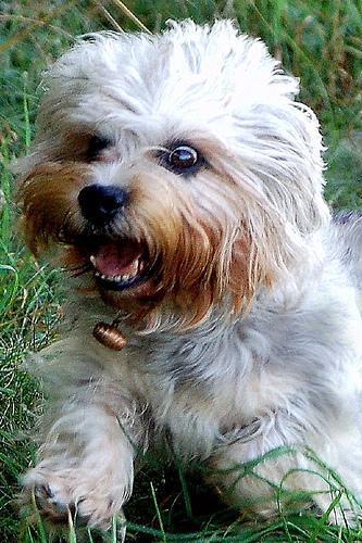 Dandie Dinmont Terrier — 4
