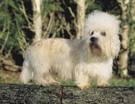Dandie Dinmont Terrier — 5
