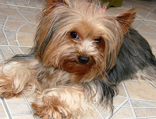Dandie Dinmont Terrier — 6