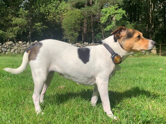 Danish-Swedish Farmdog — 1