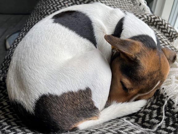 Danish-Swedish Farmdog — 2