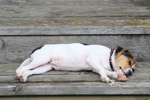 Danish-Swedish Farmdog — 3