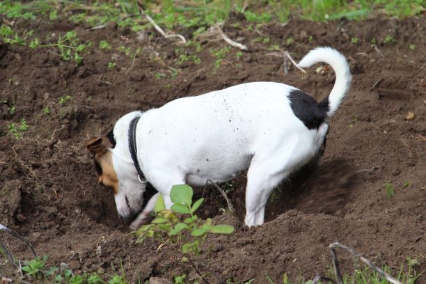 Danish-Swedish Farmdog — 4
