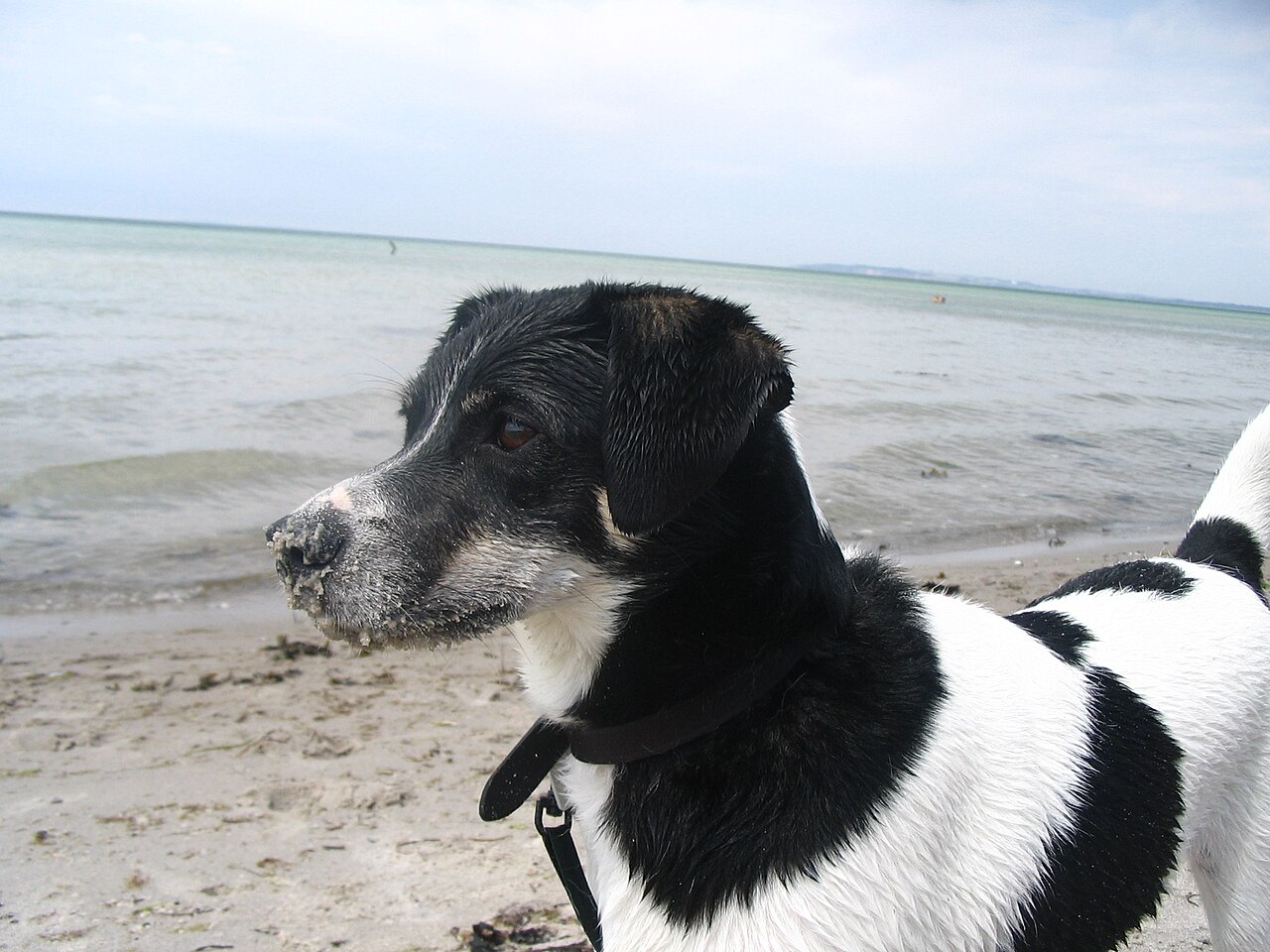 Danish-Swedish Farmdog — 6