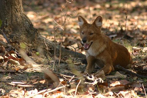 Dhole — 1