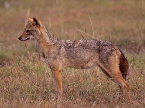 Dhole — 2
