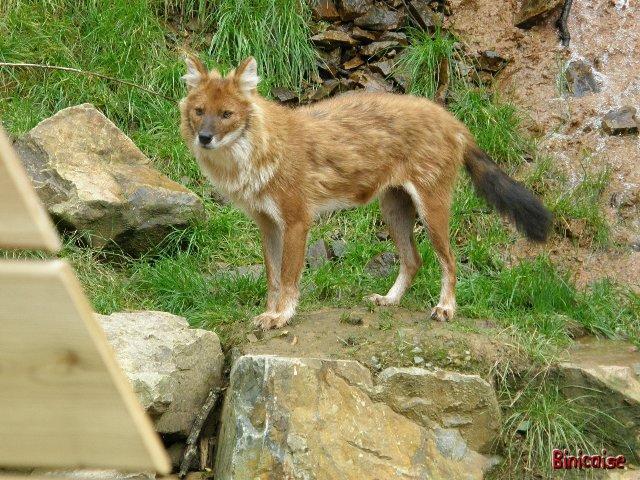 Dhole — 3