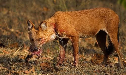 Dhole — 4