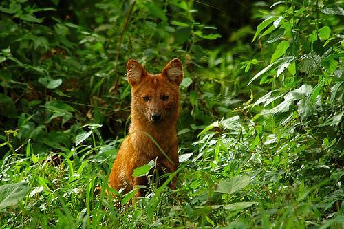 Dhole — 5