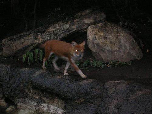 Dhole — 6
