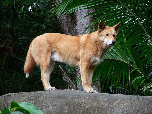 Dingo — 1