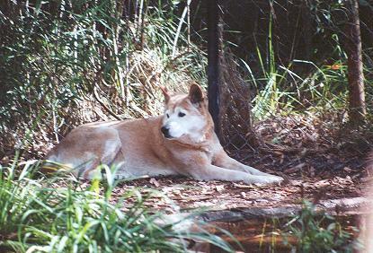 Dingo — 2