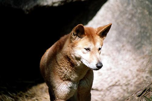 Dingo — 3