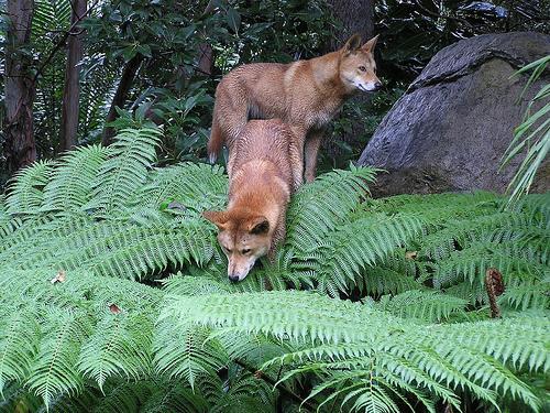 Dingo — 4