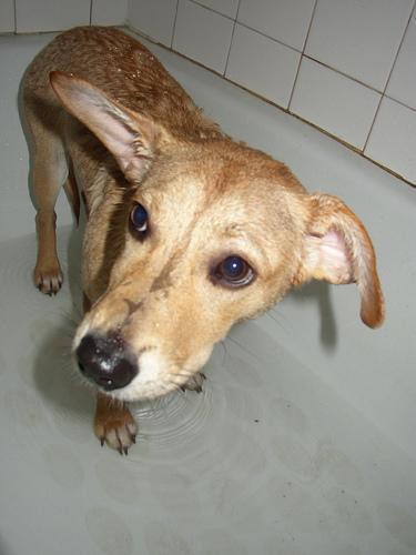 Dingo — 5