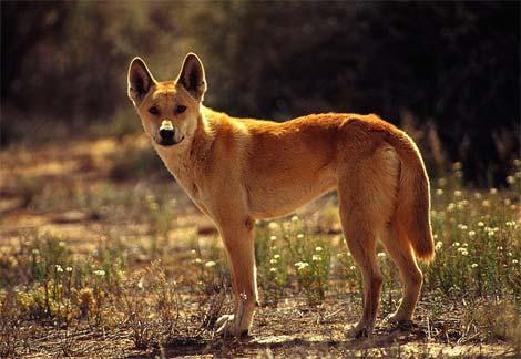 Dingo — 6