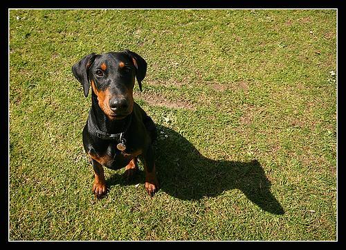Doberman Pinscher — 1