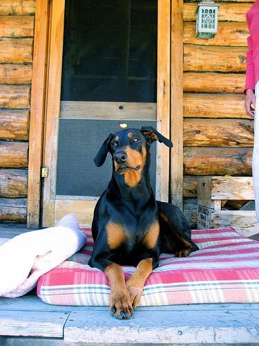 Doberman Pinscher — 2