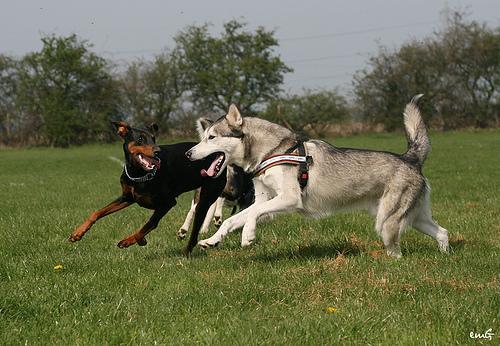 Doberman Pinscher — 3