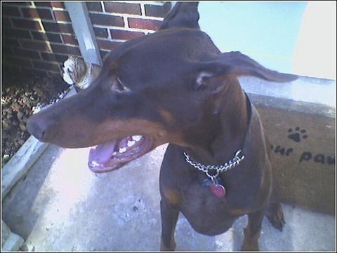 Doberman Pinscher — 4