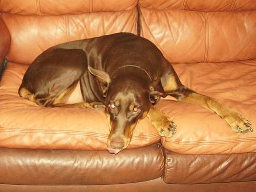 Doberman Pinscher — 5