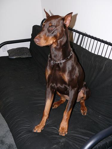 Doberman Pinscher — 6