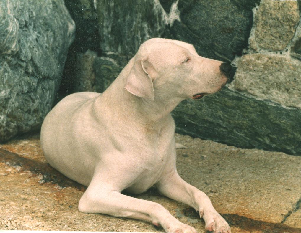 Dogo Argentino — 1