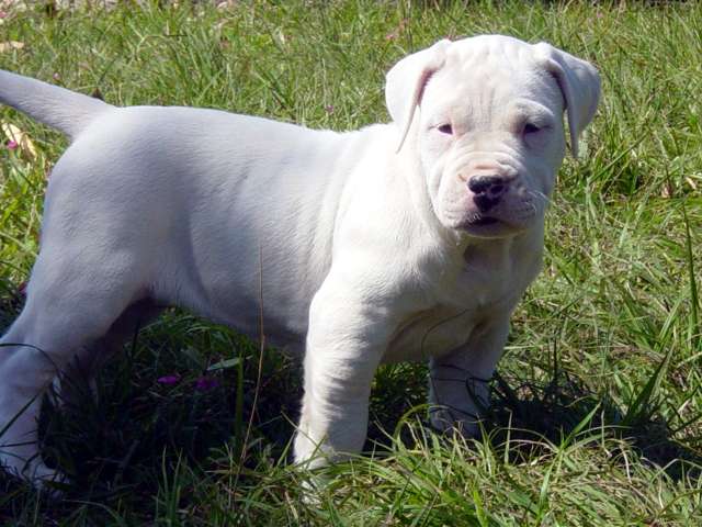 Dogo Argentino — 2