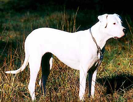 Dogo Argentino — 3
