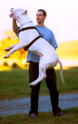 Dogo Argentino — 4