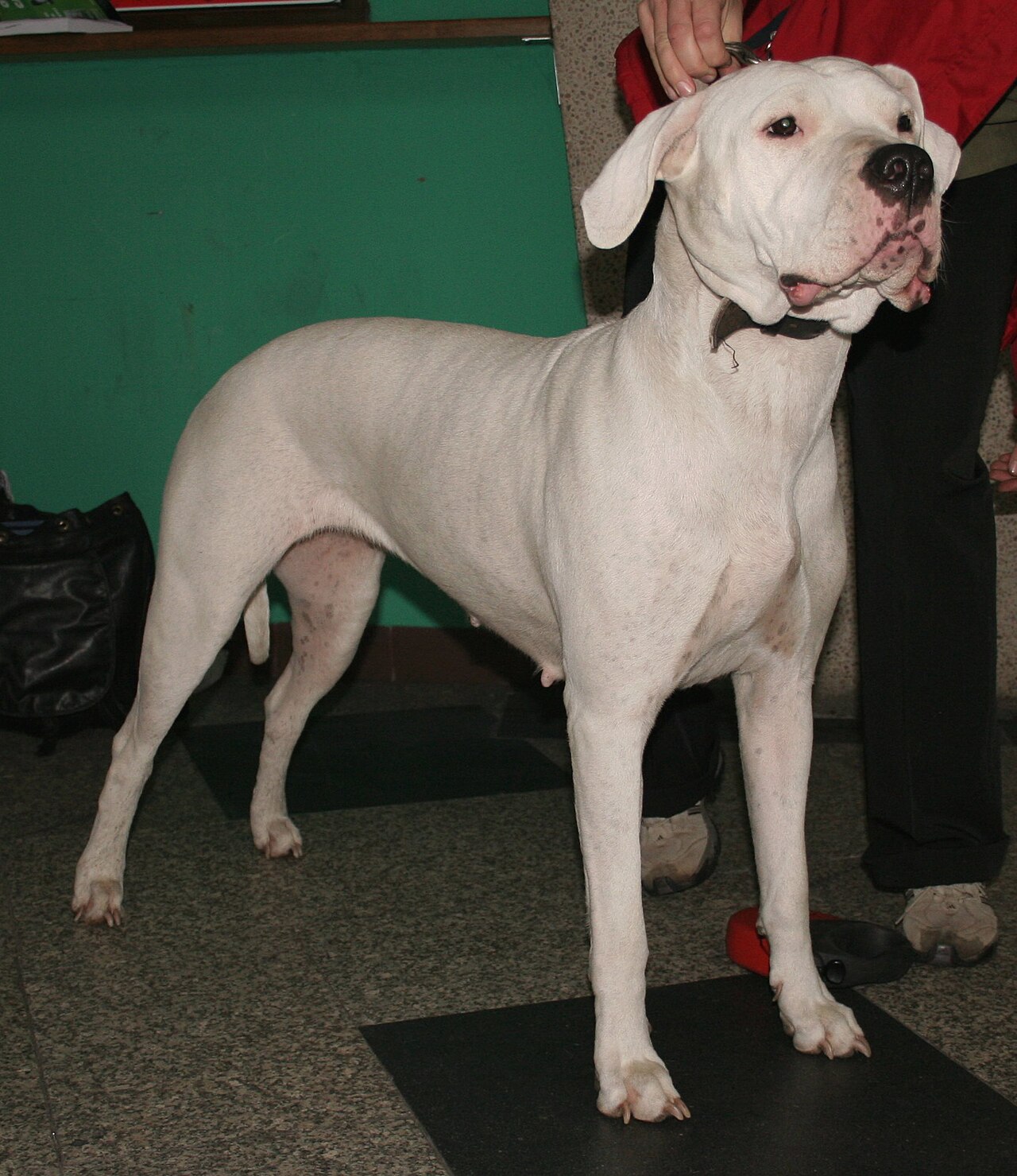 Dogo Argentino — 5