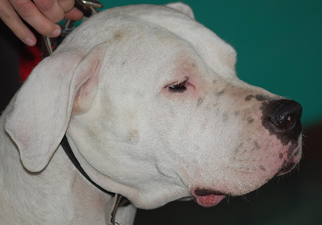 Dogo Argentino — 6
