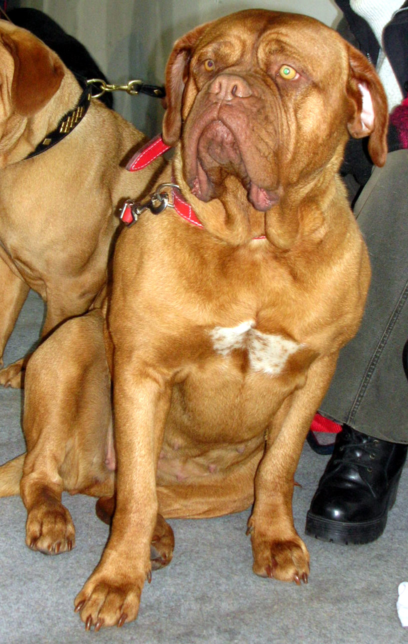 Dogue de Bordeaux — 1