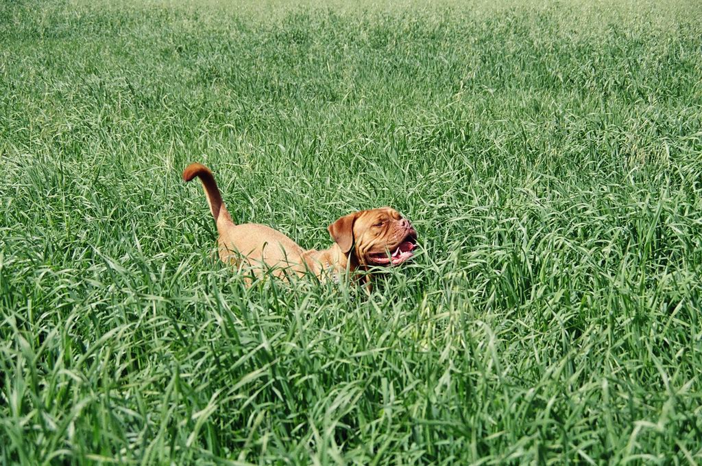 Dogue de Bordeaux — 2