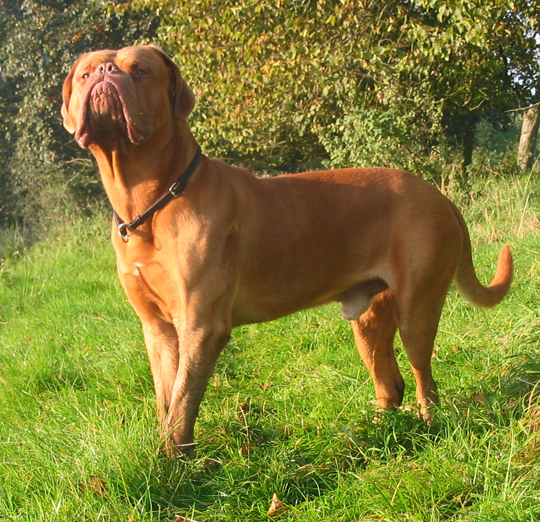 Dogue de Bordeaux — 3