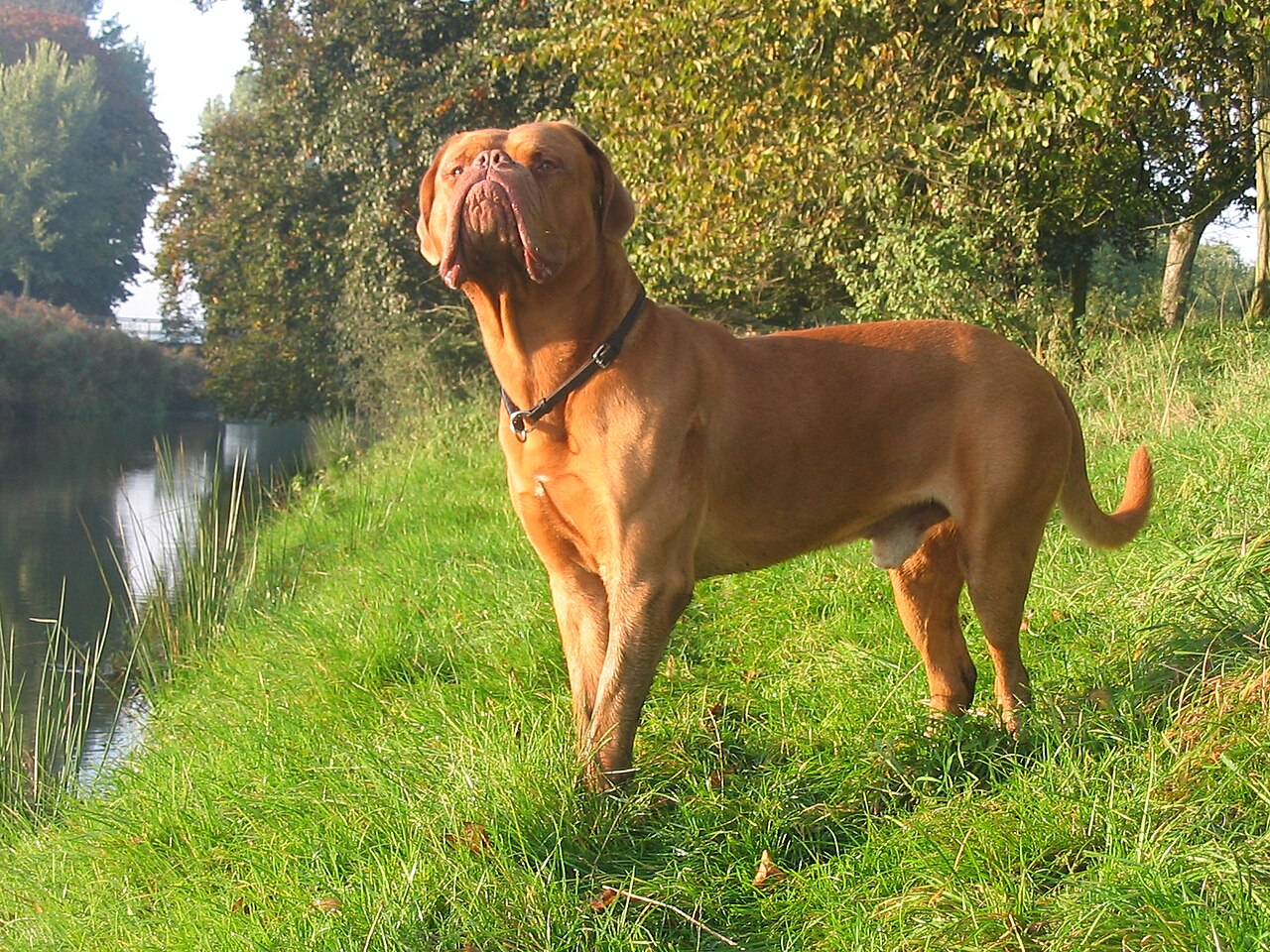 Dogue de Bordeaux — 4