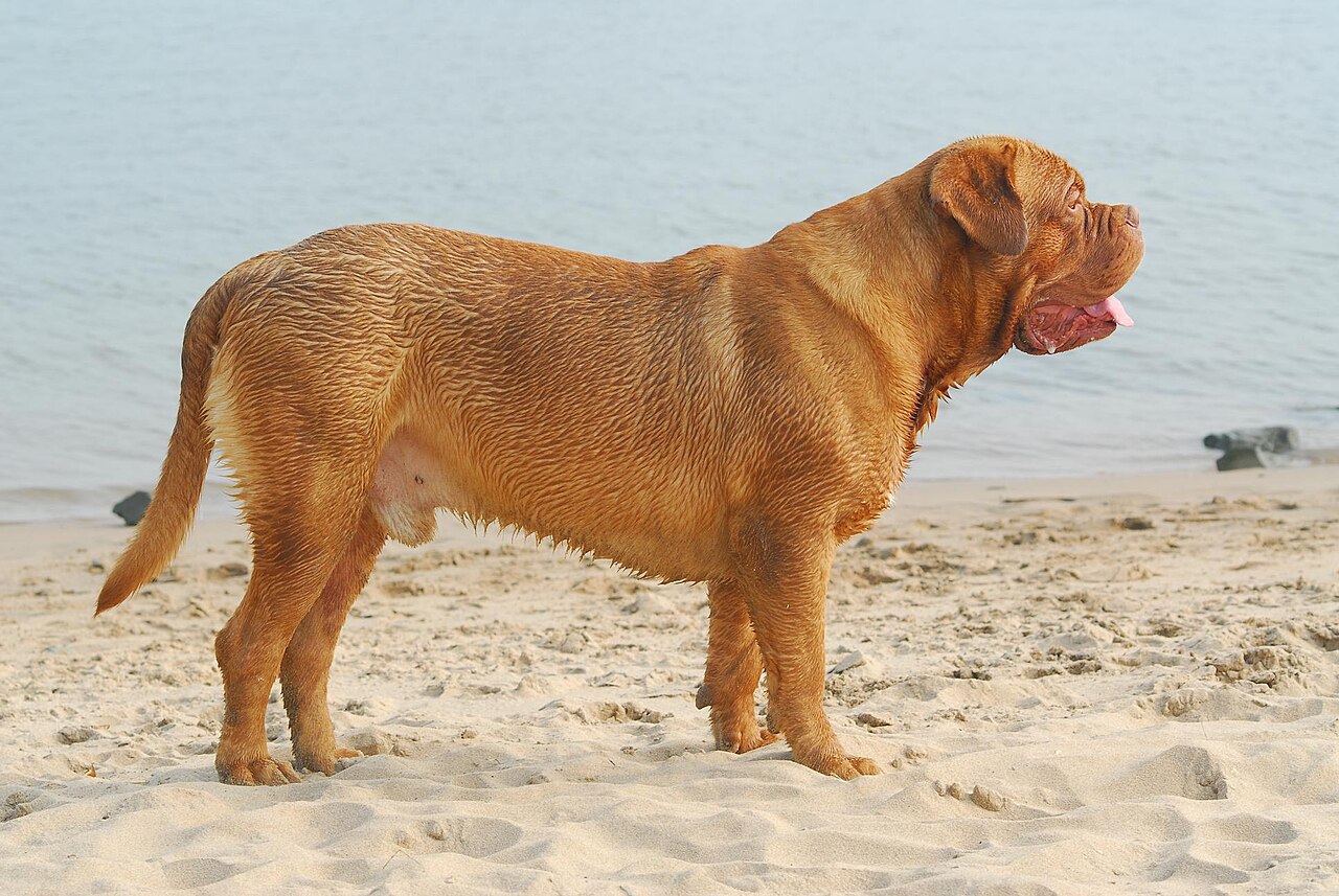 Dogue de Bordeaux — 5