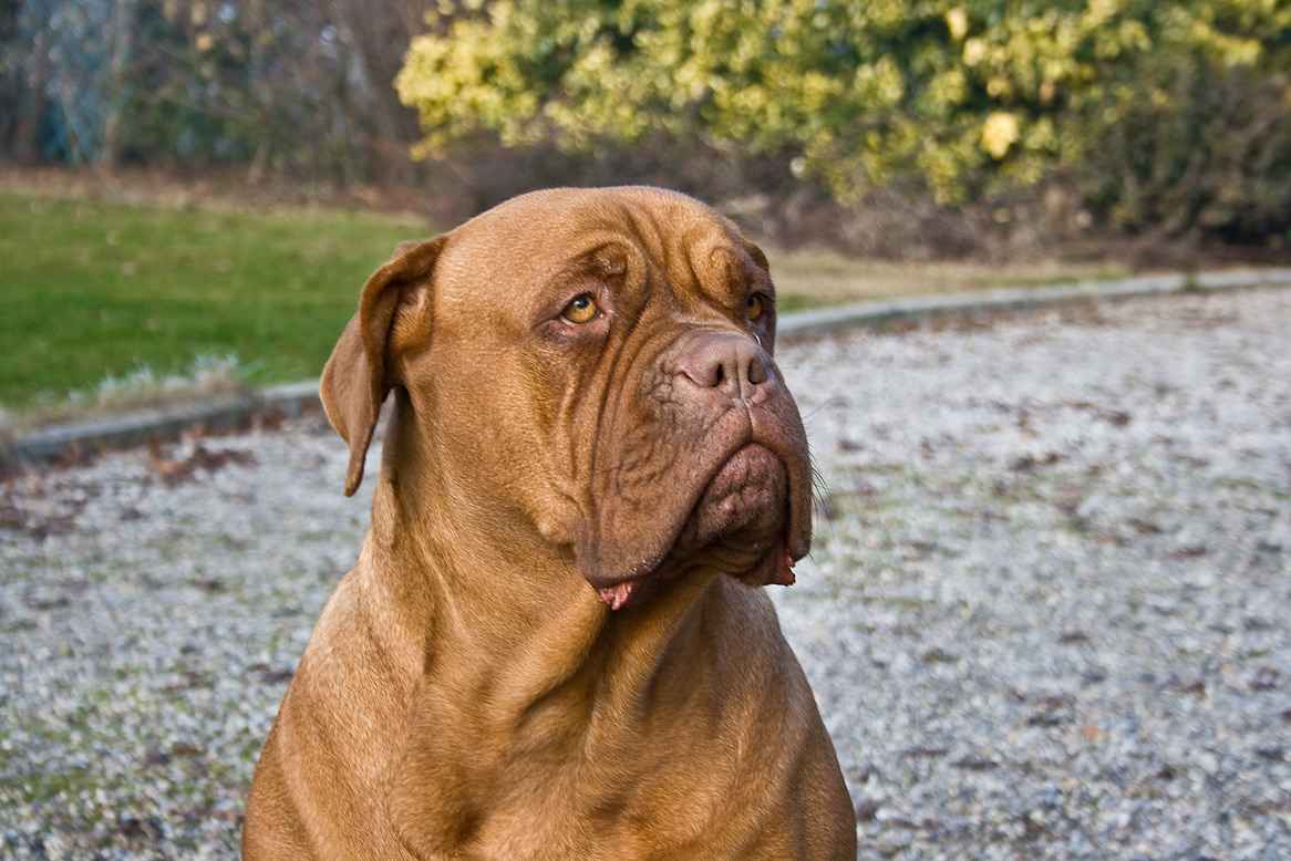 Dogue de Bordeaux — 6